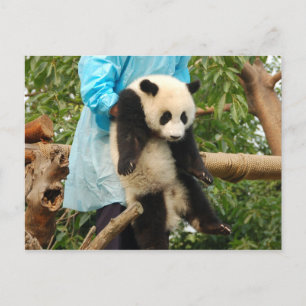 Cartão Postal Cartaz-postal do Jovem Gigante Panda