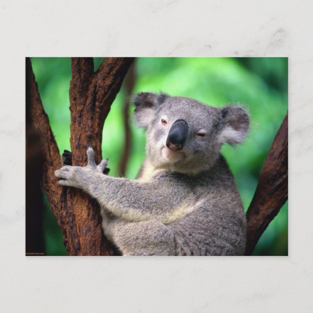 Cartão Postal Cartaz postal-Koala Bear (Frente)