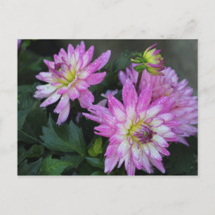 Cartão Postal Cartaz rosa Dahlia