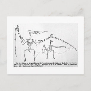 Cartão Postal Cartaz sobre o esqueleto de Pteranodon
