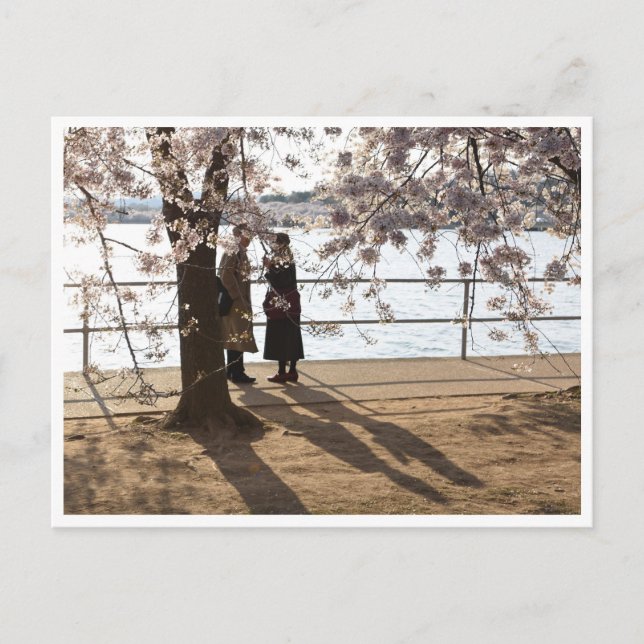 Cartão Postal Cartaz "Sombras sob a cerejeira" (Frente)