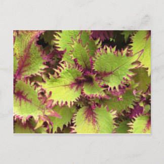 Cartão Postal Cartaz verde-arbusto