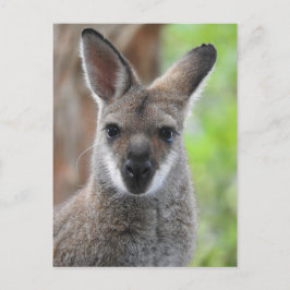 Cartão Postal Cartaz Wallaby