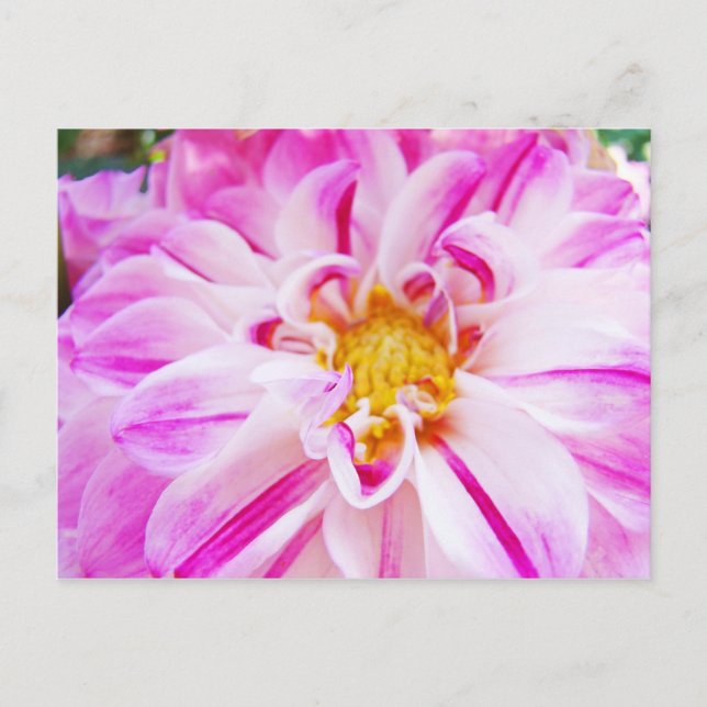 Cartão Postal Cartazes da Flor Brancos Rosa Dahlia Flores Jardim (Frente)