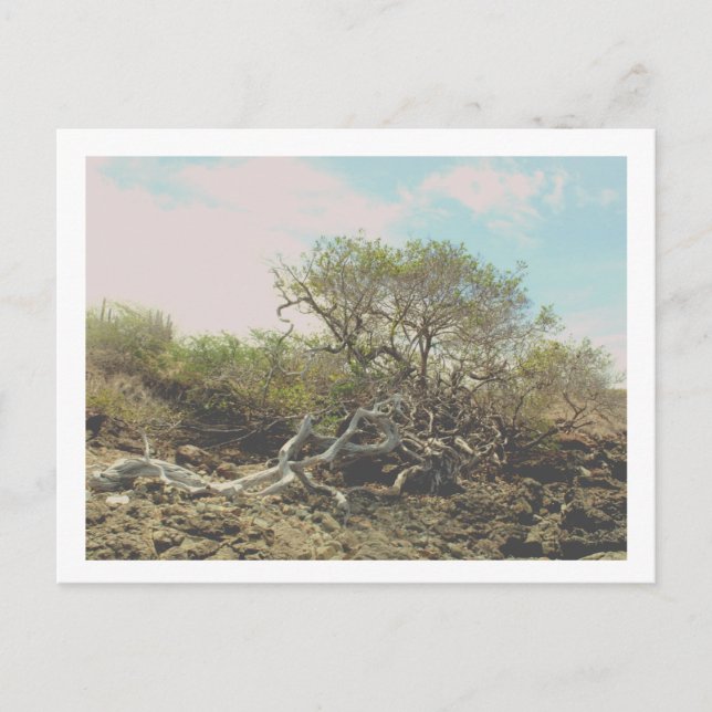 Cartão Postal Carte Postale (Frente)