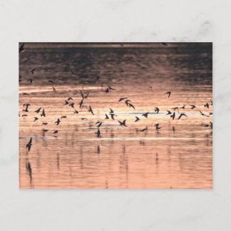 Cartão Postal Carte postale