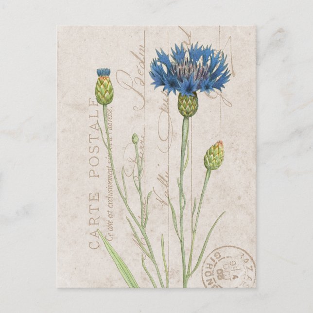 Cartão Postal Carte Postale Blue Cornflower French Floral (Frente)