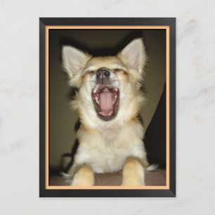 Cartão Postal Carte postale chien chihuahua humor