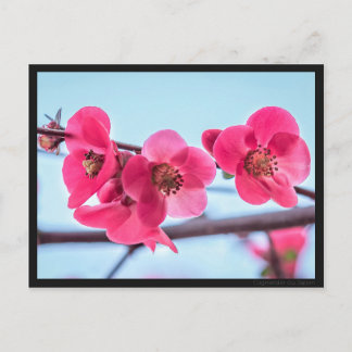 Cartão Postal Carte postale Cognassier du Japon