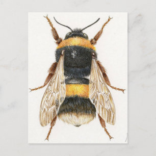 Cartão Postal Carte Postale Dessin bourdon