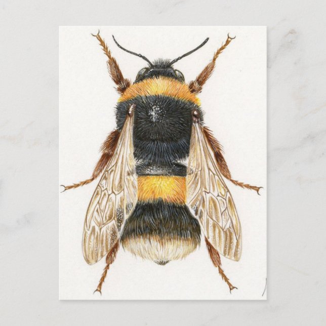 Cartão Postal Carte Postale Dessin bourdon (Frente)