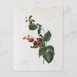 Cartão Postal Carte Postale Fleurs 17