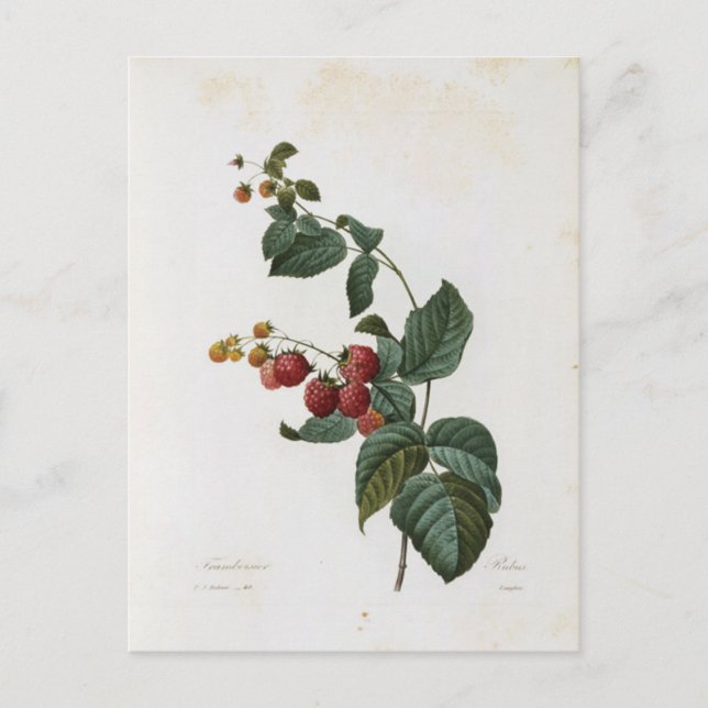 Cartão Postal Carte Postale Fleurs 17 (Frente)