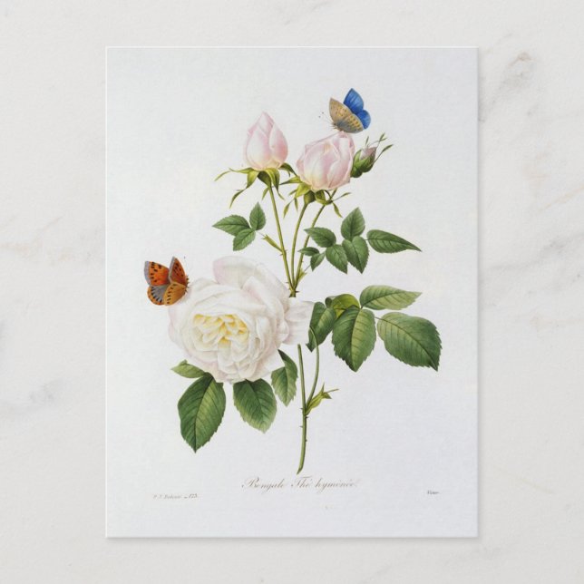 Cartão Postal Carte Postale Fleurs 18 (Frente)