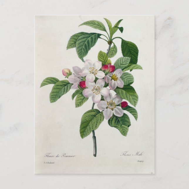 Cartão Postal Carte Postale Fleurs 19 (Frente)