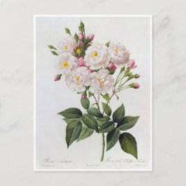 Cartão Postal Carte Postale Fleurs 6