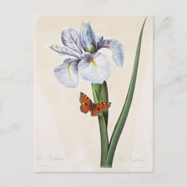 Cartão Postal Carte Postale Fleurs 8 (Frente)