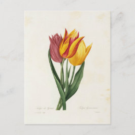 Cartão Postal Carte Postale Fleurs 9