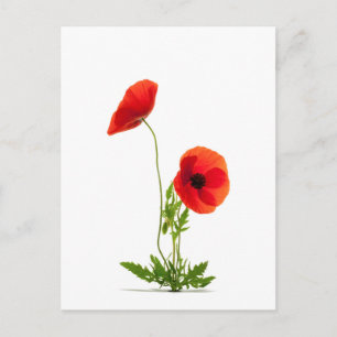 Cartão Postal Carte postale - Fleurs de coquelicots fond blanc