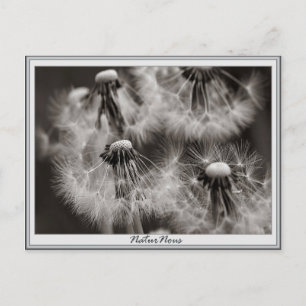 Cartão Postal Carte postale fleurs pissenlls