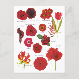 Cartão Postal Carte Postale Fleurs rouge