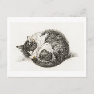 Cartão Postal Carte Postale Joyeux Anniversaire Chaton