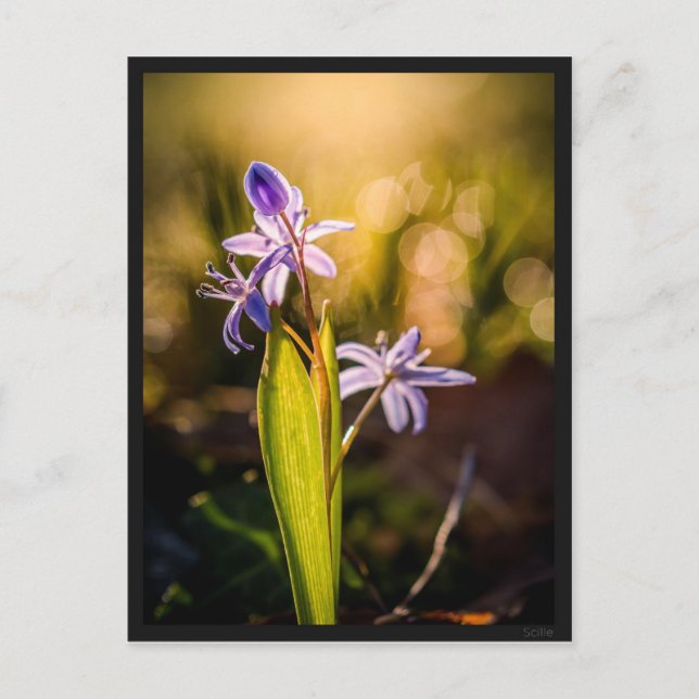 Cartão Postal Carte postale le Scille (Frente)