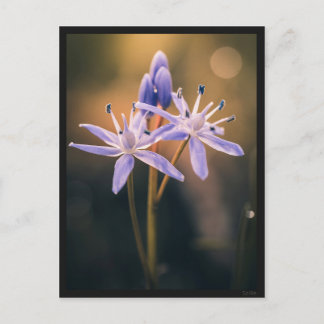 Cartão Postal Carte postale le Scille