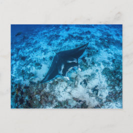 Cartão Postal Carte postale, Manta ray マ ン タ レ イ