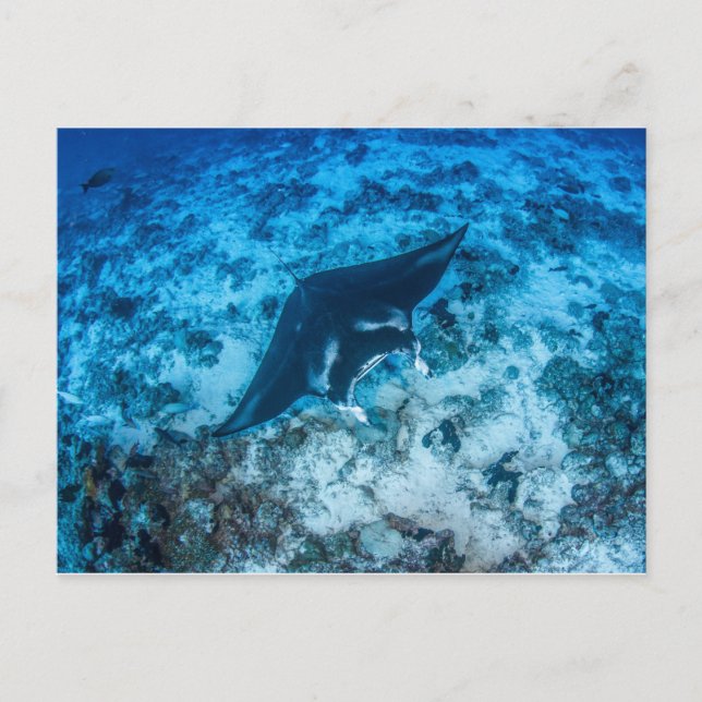 Cartão Postal Carte postale, Manta ray マ ン タ レ イ (Frente)