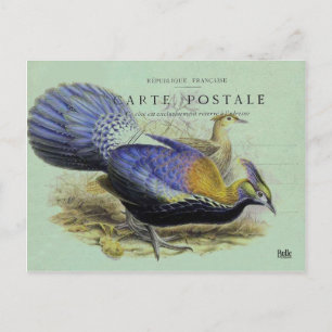 Cartão Postal Carte postale oiseau violet