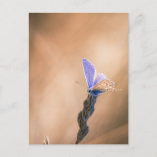 Cartão Postal Carte postale papillon Argus bleu
