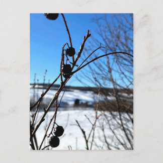Cartão Postal Carte postale paysage Baies d'hiver 