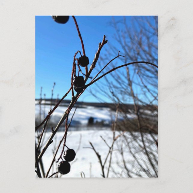 Cartão Postal Carte postale paysage Baies d'hiver  (Frente)