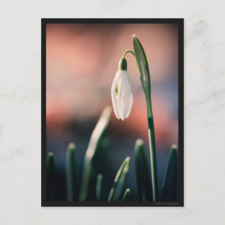 Cartão Postal Carte postale Perce Neige