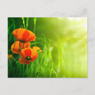 Cartão Postal Carte postale - pulgas de coquelicots