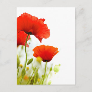 Cartão Postal Carte postale - pulgas de coquelicots achond blanc