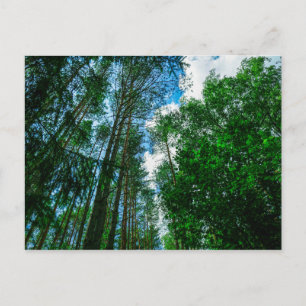 Cartão Postal Carteira postal da Floresta da Paisagem Natural da