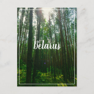 Cartão Postal Carteira postal da Floresta da Paisagem Natural da