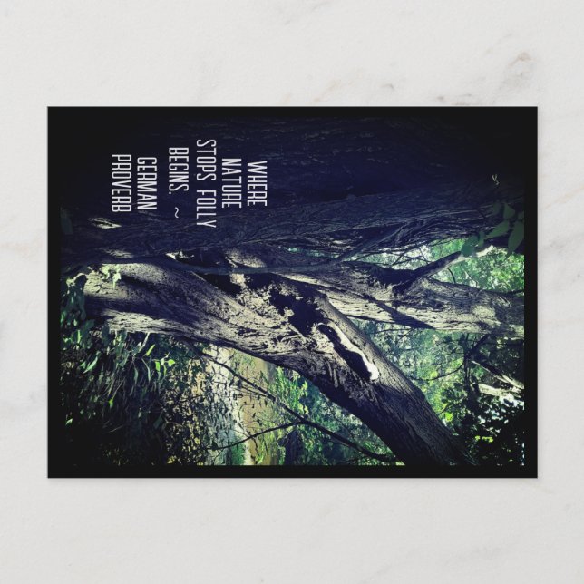 Cartão Postal Carteira postal da velha árvore no bosque e no pro (Frente)