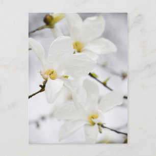 Cartão Postal Carteira postal das flores da Magnolia