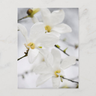 Cartão Postal Carteira postal das flores da Magnolia