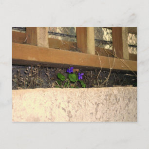 Cartão Postal Carteira postal de violetas