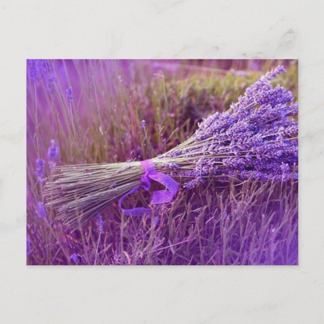 Cartão Postal Cartes postale buquê de lavandes (Frente)