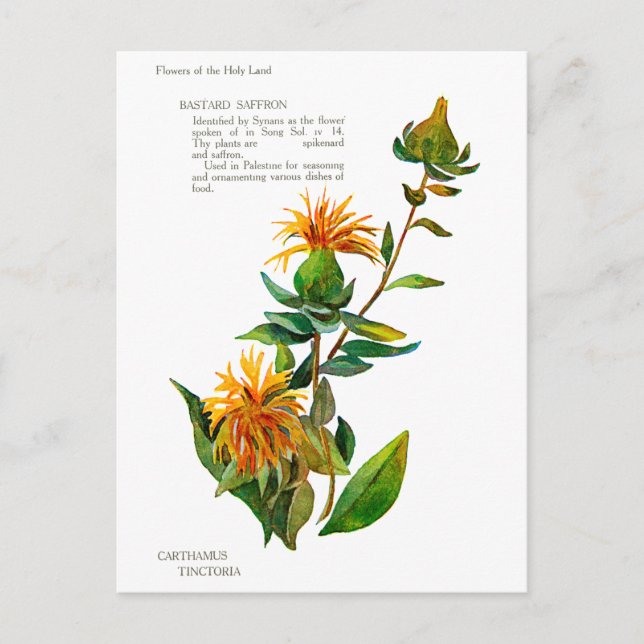 Cartão Postal Carthamus Tinctoria (Frente)