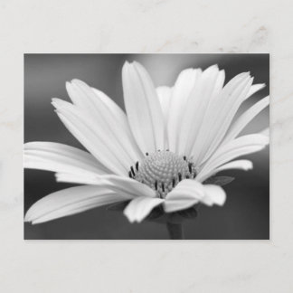 Cartão Postal Cartões-postais Black White Daisy Zazzle