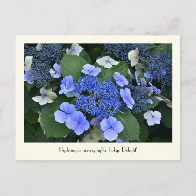 Cartão Postal Cartões-postais com flores coletáveis Hydrangea az (Frente)