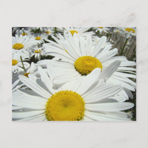 Cartão Postal Cartões-postais Daisy Flowers Adicionar suas marga