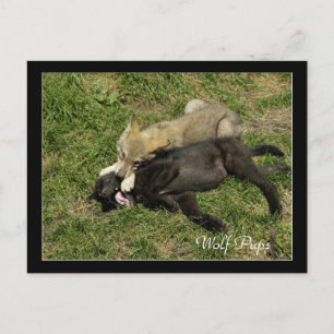 Cartão Postal Cartões-postais de animais selvagens do Timber Wo