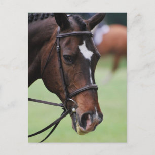 Cartão Postal Cartões-postais de cavalos árabes-brancos